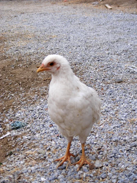 Fırın girmek için boşuna önceki bakma. — Stok fotoğraf