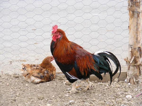 A chicken coop, és a megjelenés elpusztít az én-m — Stock Fotó