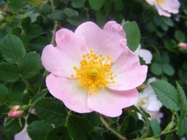 Tüm güzelliği gösterilen kuş burnu çiçek