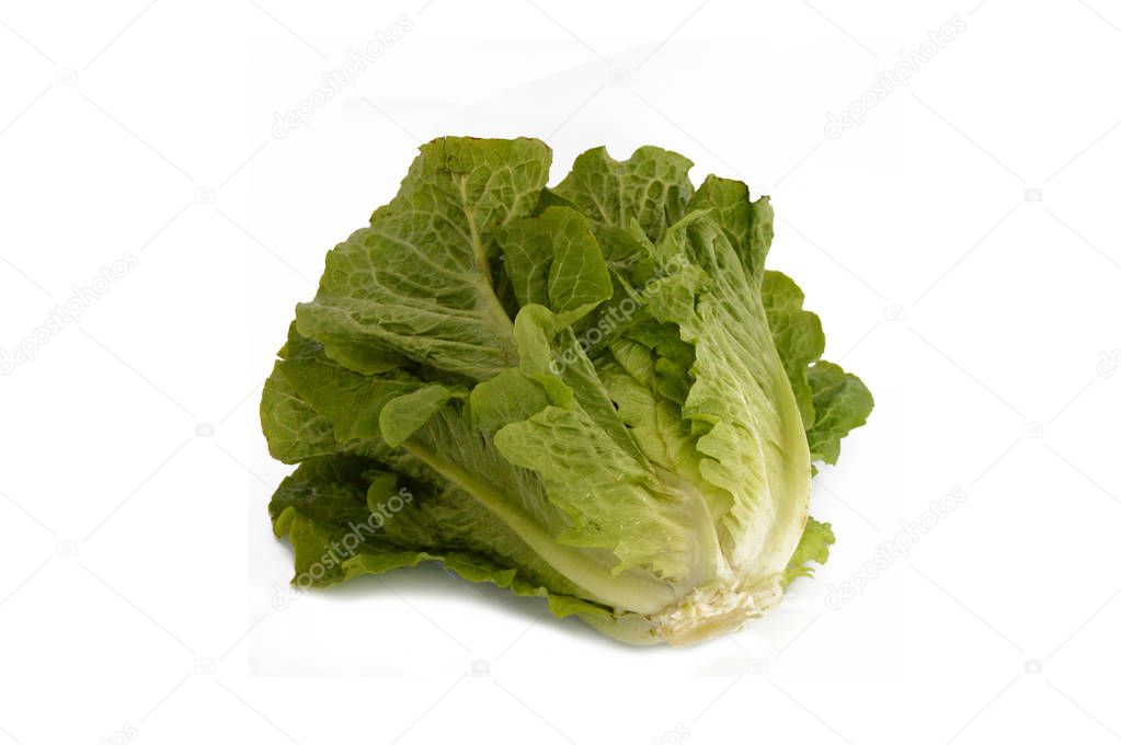 The most beautiful and the best white background on the large lettuce pictures