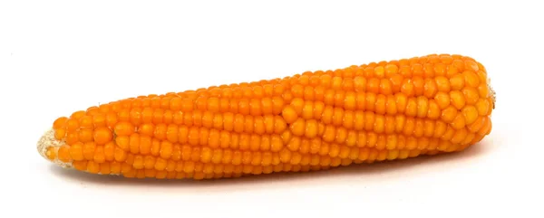 The new corn pictures — Stock Photo, Image