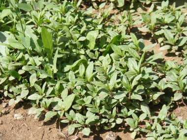 Organik ve doğal yeşil kekik resimleri