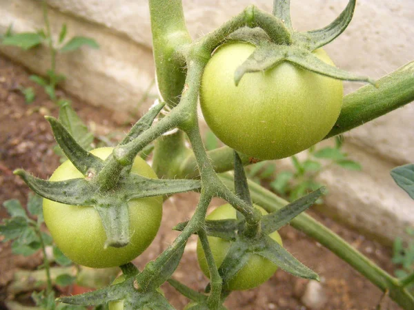 Immagini di piccoli pomodori verdi in giardino — Foto Stock