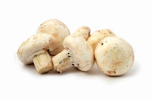 Нові і якісні зображення культивованих грибів — стокове фото