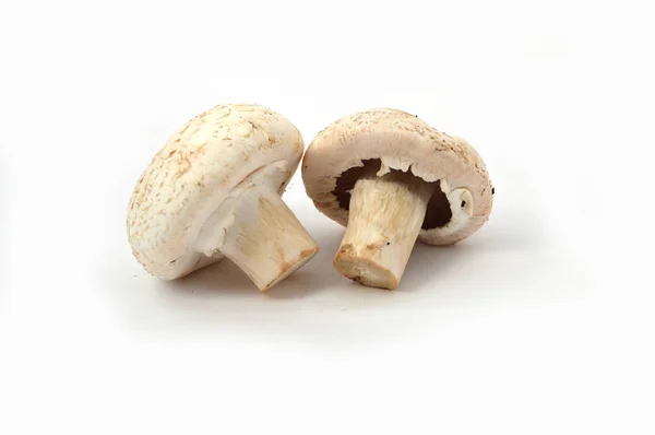 Нові і якісні зображення культивованих грибів — стокове фото