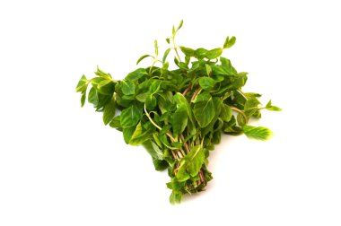 Bir sürü yeşil nane