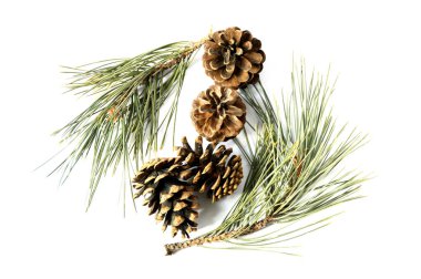 Çam kozalakları resimleri