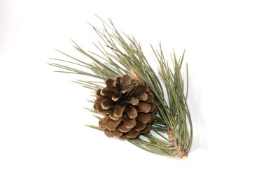 Çam kozalakları resimleri