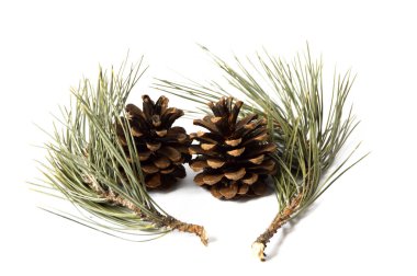 Çam kozalakları resimleri