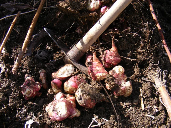 Солодка картопля в полі — стокове фото