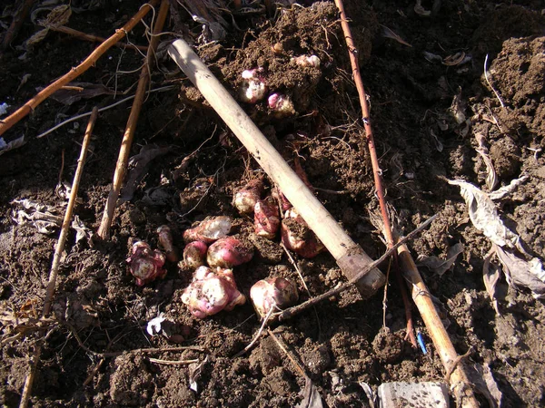 Sötpotatis i fältet — Stockfoto