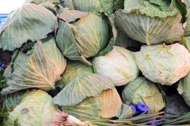 Bakkal lahana resimleri