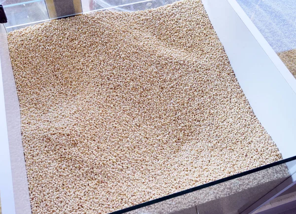 Asure wheat- Asure comestível trigo branco — Fotografia de Stock