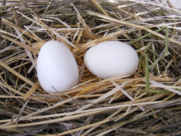 Kip nest en kip eieren decoratieve concept — Stockfoto