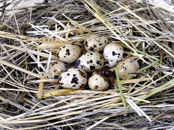 Przepiórka 's nest i jaj przepiórczych w koncepcji dekoracyjne — Zdjęcie stockowe