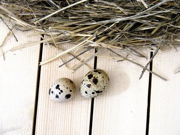 Œufs de caille dans le nid de caille, photos d'œufs dans le nid d'oiseau, œufs de caille utiles et valeur nutritive — Photo