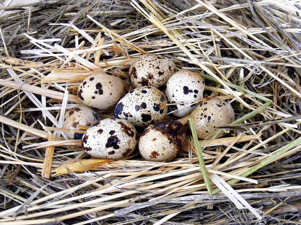 Œufs de caille dans le nid de caille, photos d'œufs dans le nid d'oiseau, œufs de caille utiles et valeur nutritive — Photo