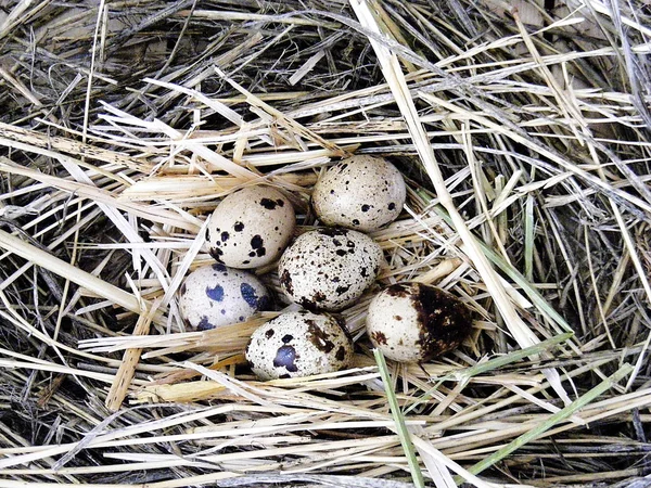 Kwarteleitjes in van de kwartel nest, foto's van eieren in het nest van de vogel, kwartel eieren nuttig en nutritionele waarde — Stockfoto
