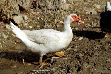Yerli ördek, yerli beyaz ördek, doğal olarak beslenen ördekler