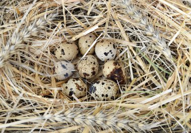 Otlar ve bitkiler Bıldırcın yumurta, kuş yuvası ve yumurta, bıldırcın 's Nest yumurta resimleri