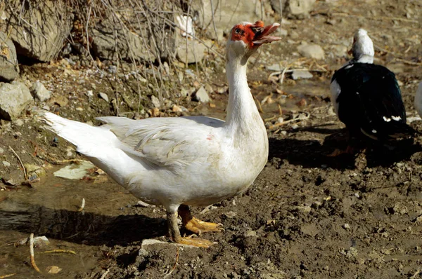 Pato doméstico, patos blancos domésticos, patos alimentados naturalmente — Foto de Stock