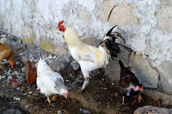 国内のコック、コックと鶏、天然有機村の鶏、画像の写真の写真自然飼育鶏 — ストック写真