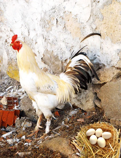 Fotos de galos domésticos, fotos de galos e galinhas, imagens de galinhas naturais da aldeia orgânica, galinhas alimentadas naturalmente — Fotografia de Stock