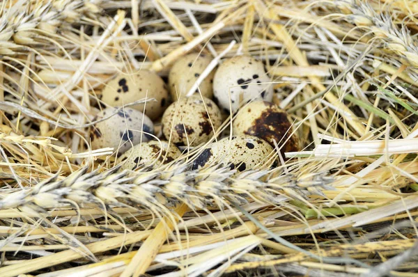 Grass and plants in quail eggs, bird\'s nest and eggs, pictures of eggs in quail\'s nest, chicken and quail\'s eggs, eggs in the most beautiful bird\'s nest