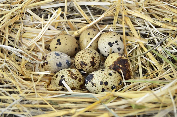 Otlar ve bitkiler Bıldırcın yumurta, kuş yuvası ve yumurta, bıldırcın 's Nest yumurta resimleri — Stok fotoğraf