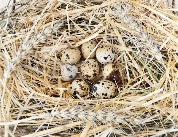 Kruiden en planten in de de kwartel ei, Vogelnest en eieren, foto's van eieren in het nest van de kwartel — Stockfoto