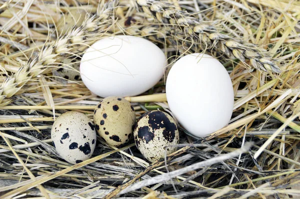 Erba e piante in uova di quaglia, nido d'uccello e uova, foto di uova nel nido di quaglie, uova di pollo e di quaglia, uova nel nido d'uccello più bello — Foto Stock