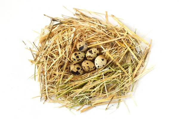 Herbes et plantes dans l'œuf de caille, nid d'oiseau et œufs, photos d'œufs dans le nid de caille — Photo