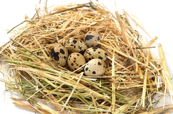 Gras en planten in kwarteleitjes, Vogelnest en eieren, afbeeldingen van eieren in het nest van kwartel, kip en de kwarteleitjes, eieren in het nest van de vogel van de mooiste — Stockfoto