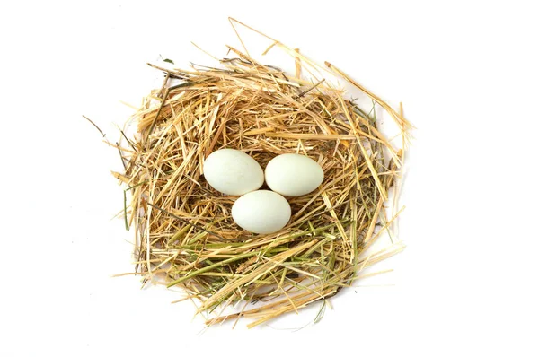 Photos des œufs de poulet dans le plus beau sol blanc, herbes et plantes dans les œufs de poulet, nid de poulet et œufs , — Photo