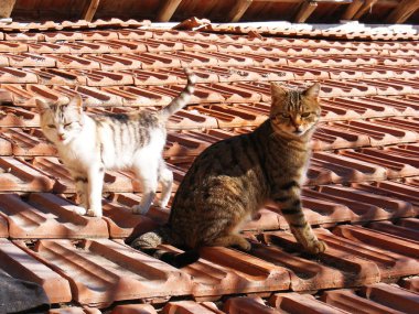 Kedi resimleri, kedi gözleri, en güzel kedi göz fotoğraflar, sevimli kedi, masum göz Evcil hayvan