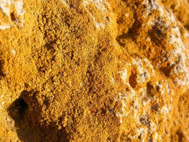 Yosun kaplı kaya yüzeyleri, yosun taşıyan kayalar, kuzeye bakan kayalar