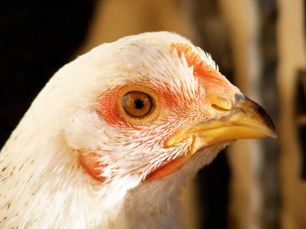 Csirke képek, háztáji baromfi, szerves élő háztáji baromfi — Stock Fotó