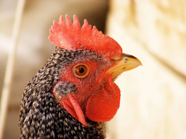 Cabeza de polla, gallinas de polla, ojo de polla, fotos de polla, cabeza de polla linda, maravillosas fotos de polla — Foto de Stock