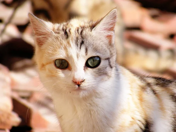 猫的照片, 猫的眼睛, 最美丽的猫眼照片, 可爱的猫, 无辜的看宠物 — 图库照片