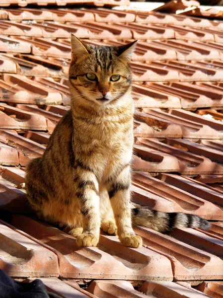 Macska képek, macska szeme, a legszebb macska szem képek, aranyos macska, ártatlan pillantást pets — Stock Fotó