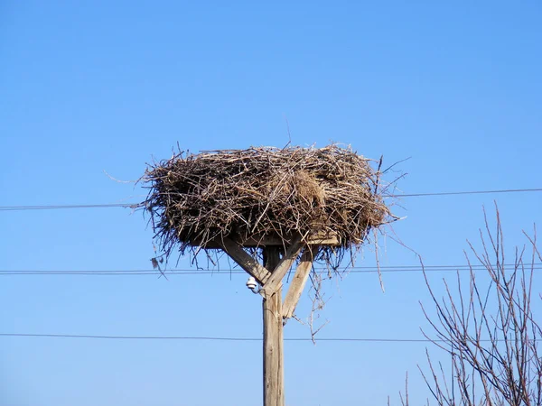 Un interessante nido di cicogne, un nido di cicogne di elettricità , — Foto Stock