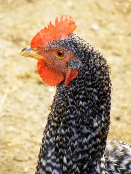 Cock head, cock hens, cock eye, cock pictures, cute cock head, wonderful cock pictures — Stock Photo, Image