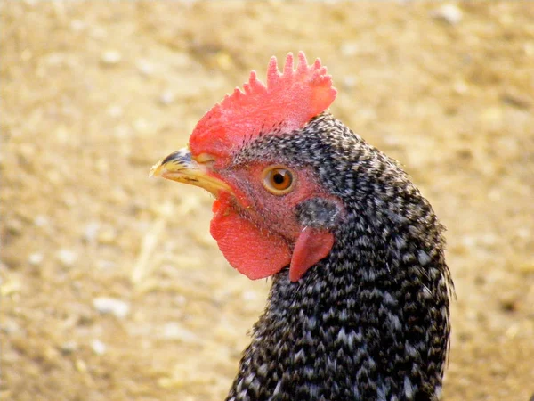 Cabeça de galo, galinhas, olho de galo, imagens de galo, cabeça de galo bonito, imagens de galo maravilhoso — Fotografia de Stock