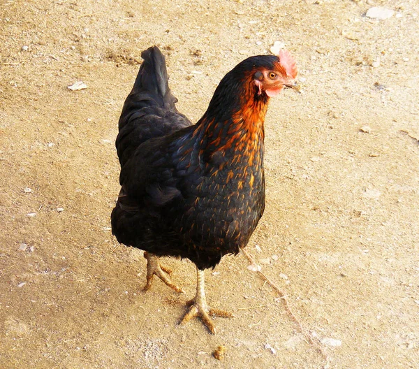 Pollo immagini, pollame da cortile, pollame da cortile vivo biologico — Foto Stock