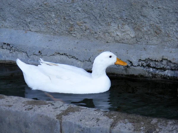 Patos da aldeia branca, patos flutuantes, patos da aldeia alimentados naturalmente, patos domésticos fotos , — Fotografia de Stock