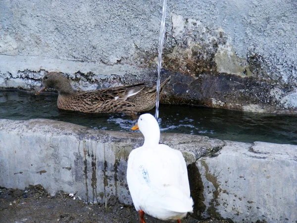Patos blancos, patos flotantes, patos de pueblo alimentados naturalmente, patos domésticos fotografias , — Foto de Stock