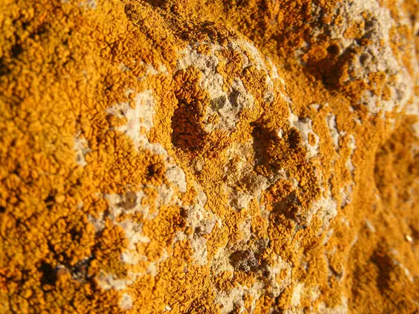 Superficies rocosas cubiertas de musgo, rocas portadoras de algas, rocas orientadas al norte —  Fotos de Stock