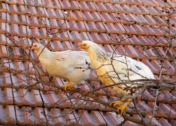 Galinha imagens, aves de capoeira do quintal, aves de capoeira de quintal — Fotografia de Stock