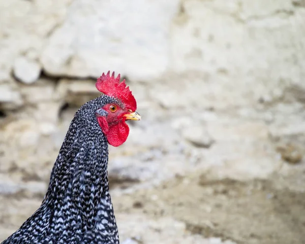 Cock gambar, ayam kepala, penis sangat lucu, mata ayam, ayam macro menembak ,, — Stok Foto