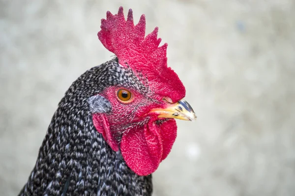 Cock gambar, ayam kepala, penis sangat lucu, mata ayam, ayam macro menembak ,, — Stok Foto